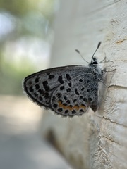 Euphilotes battoides