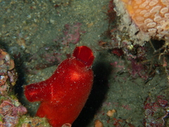 Halocynthia papillosa