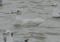 Larus hyperboreus