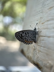 Euphilotes battoides