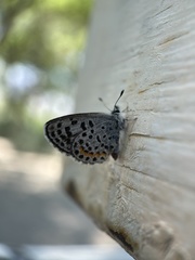 Euphilotes battoides