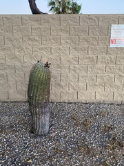 Carnegiea gigantea