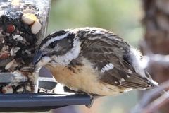 Pheucticus melanocephalus