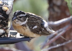 Pheucticus melanocephalus