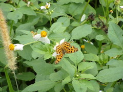 Polygonia c-aureum lunulata