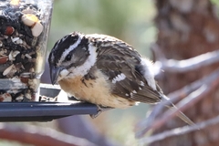 Pheucticus melanocephalus