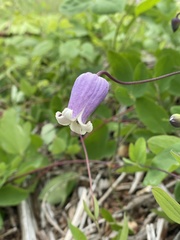Clematis versicolor