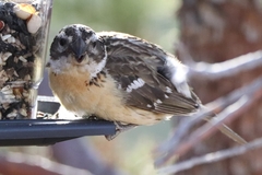 Pheucticus melanocephalus