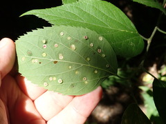 Pachypsylla celtidisasterisca