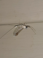 Maccaffertium terminatum