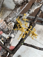 Arceuthobium americanum