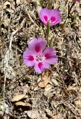 Clarkia gracilis sonomensis