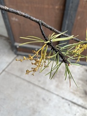 Arceuthobium americanum