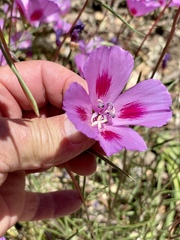 Clarkia gracilis sonomensis