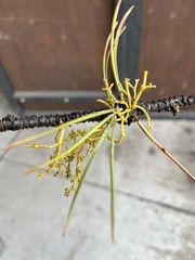 Arceuthobium americanum