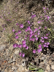 Clarkia gracilis sonomensis