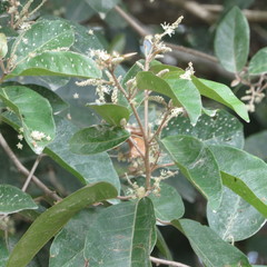 Croton schiedeanus