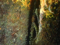 Omobranchus obliquus