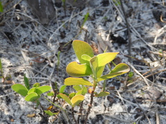 Polygonella macrophylla