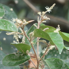 Croton schiedeanus