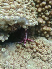 Ophidiaster cribrarius