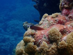 Cirripectes variolosus