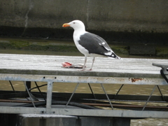 Larus marinus