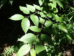 Pachypsylla celtidisasterisca