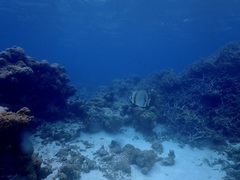 Platax boersii