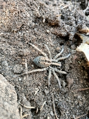 Schizocosa malitiosa