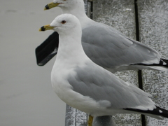Larus delawarensis