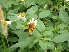 Polygonia c-aureum lunulata