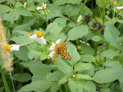 Polygonia c-aureum lunulata