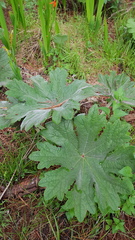 Psacalium peltatum