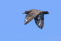 Stercorarius antarcticus