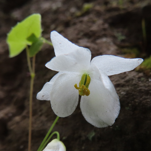 Epimedium diphyllum, photograph 5