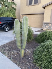 Carnegiea gigantea