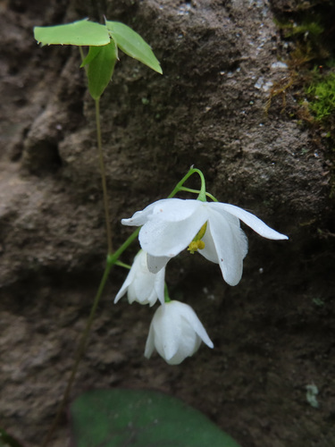Epimedium diphyllum, photograph 6