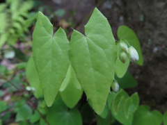 Epimedium diphyllum