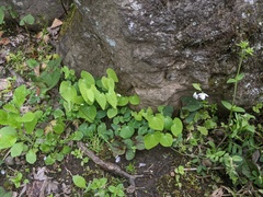 Epimedium diphyllum