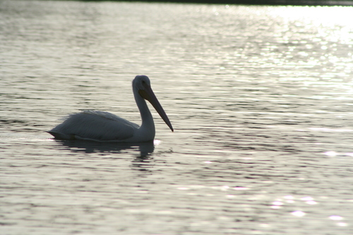 American White Pelican photographed in Kentucky