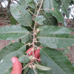 Croton schiedeanus