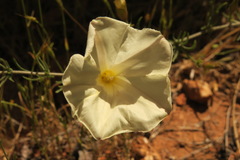 Calystegia stebbinsii