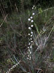 Aletris obovata