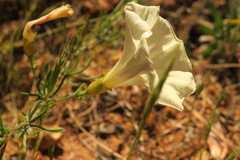 Calystegia stebbinsii