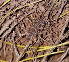 Allothereua maculata