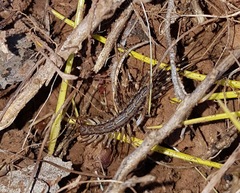 Allothereua maculata