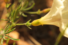 Calystegia stebbinsii