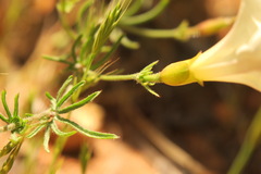 Calystegia stebbinsii