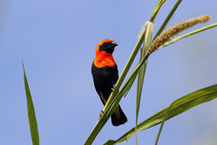 Euplectes hordeaceus